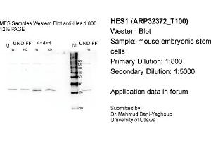 Western Blotting (WB) image for anti-Hes Family bHLH Transcription Factor 1 (HES1) (N-Term) antibody (ABIN2779597) (HES1 antibody  (N-Term))