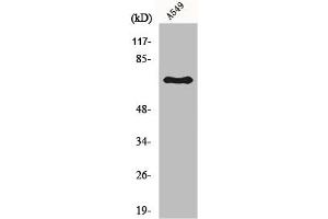 Western Blot analysis of A549 cells using Frizzled-3 Polyclonal Antibody (FZD3 antibody  (Internal Region))