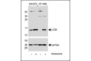 Western blot analysis of lysates from NIH/3T3, HT-1080 cell line, untreated or treated with chloroquine, 50μM, using LC3 Antibody (G8B) 1802a (upper) or GDH(lower). (MAP1LC3A antibody  (N-Term))