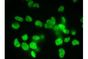 Immunofluorescence (IF) image for anti-Small Ubiquitin Related Modifier 2/3 (SUMO2/3) (full length) antibody (ABIN2452139)
