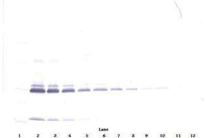 Image no. 1 for anti-Interleukin 17A (IL17A) antibody (ABIN465127) (Interleukin 17a antibody)