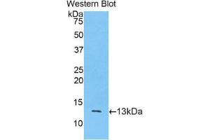 Western Blotting (WB) image for anti-Mucin 2, Oligomeric Mucus/gel-Forming (MUC2) (AA 5075-5179) antibody (Biotin) (ABIN1173448) (MUC2 antibody  (AA 5075-5179) (Biotin))