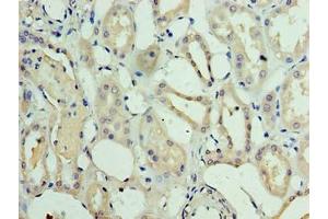 Immunohistochemistry of paraffin-embedded human kidney tissue using ABIN7159569 at dilution of 1:100