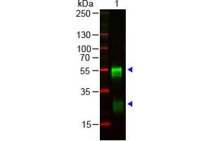 Image no. 1 for Goat anti-Rabbit IgG (Whole Molecule) antibody (ABIN300813) (Goat anti-Rabbit IgG (Whole Molecule) Antibody)