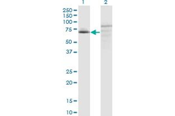 FAM200A antibody  (AA 1-573)