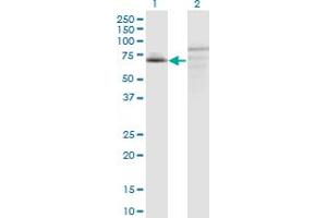 Western Blot analysis of C7orf38 expression in transfected 293T cell line by C7orf38 monoclonal antibody (M09), clone 4E4.