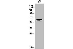 Western Blot analysis of 3T3 cells using GPR173 Polyclonal Antibody (GPR173 antibody  (Internal Region))