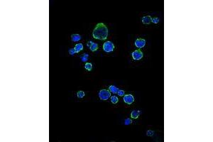 Immunofluorescence analysis of RAJI cells using CD1A mouse mAb (green). (CD1a antibody)