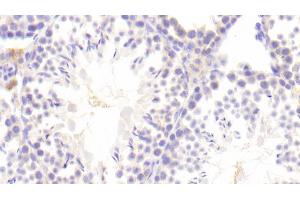 Detection of BMP8B in Mouse Testis Tissue using Polyclonal Antibody to Bone Morphogenetic Protein 8B (BMP8B) (BMP8B antibody  (AA 20-399))