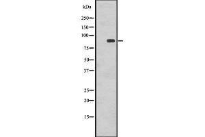 Western blot analysis of Phospho-RSK1 p90 (T359+S363) using COLO205 whole cell lysates (RPS6KA1 antibody  (pSer363, pThr359))