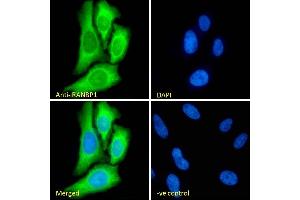 Immunofluorescence (IF) image for anti-RAN Binding Protein 1 (RANBP1) (C-Term) antibody (ABIN185257)