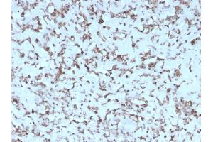 Formalin-fixed, paraffin-embedded human Liver stained with Cytochrome C Mouse Monoclonal Antibody (rCYCS/1010). (Recombinant Cytochrome C antibody  (AA 1-80))
