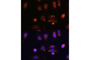 Immunofluorescence analysis of U-2 OS cells using RPL34 antibody (ABIN7270003) at dilution of 1:100. (RPL34 antibody  (AA 1-117))