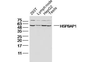 Lane 1: 293T lysates, Lane 2: Mouse lymph node lysates, Lane 3: HepG2 lysates, Lane 4: Mouse testis lysates probed with HSPBAP1 Polyclonal Antibody, Unconjugated  at 1:300 overnight at 4˚C. (HSPBAP1 antibody  (AA 151-250))