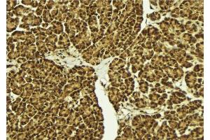 ABIN6279003 at 1/100 staining Mouse pancreas tissue by IHC-P. (POU5F2 antibody  (Internal Region))