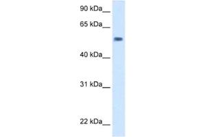 Western Blotting (WB) image for anti-EXD antibody (ABIN2463110) (EXD antibody)