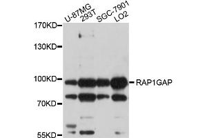 Western blot analysis of extracts of various cell lines, using RAP1GAP antibody (ABIN5998664) at 1/1000 dilution. (RAP1GAP antibody)