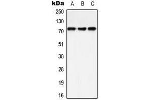 Western blot analysis of SHPTP2 (pY542) expression in A549 (A), HeLa (B), Raw264. (SHPTP2 (C-Term), (pTyr542) antibody)