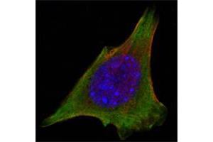 Confocal immunofluorescence analysis of 3T3-L1 cells using JAK3 mouse mAb (green).