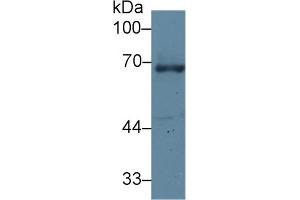 Western Blot; Sample: Human A431 cell lysate; Primary Ab: 1µg/ml Rabbit Anti-Human GRN Antibody Second Ab: 0. (Granulin antibody  (AA 361-585))