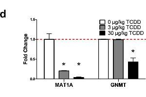 TCDD-elicited repression of SAM biosynthesis and methyltransferase gene expression. (GNMT antibody  (AA 1-295))