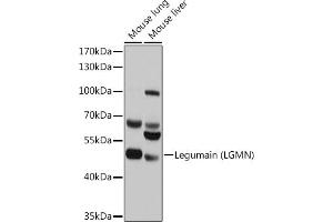 Western blot analysis of extracts of various cell lines, using Legumain (Legumain (LGMN)) antibody (ABIN6128201, ABIN6143172, ABIN6143173 and ABIN6214867) at 1:1000 dilution. (LGMN antibody  (AA 18-323))