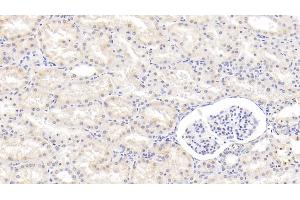 Detection of WNT1 in Human Kidney Tissue using Polyclonal Antibody to Wingless Type MMTV Integration Site Family, Member 1 (WNT1)