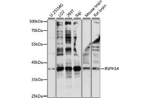 Western blot analysis of extracts of various cell lines, using RSPH14 antibody (ABIN6290181) at 1:1000 dilution. (RTDR1 antibody)