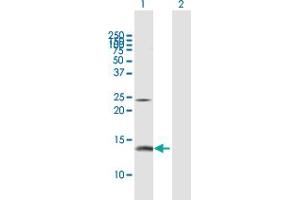 Western Blot analysis of PFN2 expression in transfected 293T cell line by PFN2 MaxPab polyclonal antibody. (PFN2 antibody  (AA 1-140))