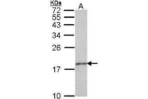 WB Image Sample (30 ug of whole cell lysate) A: IMR32 15% SDS PAGE antibody diluted at 1:1000 (Histone H3.3 antibody)