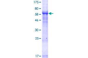 Leucine Rich Repeat Containing 34 (LRRC34) (AA 1-419) protein (GST tag)