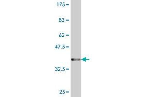 HBZ antibody  (AA 1-81)