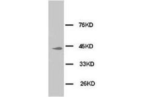 Western blot analysis of Hela cell lysis using MAPK1-3 antibody (ERK1/2 antibody  (N-Term))