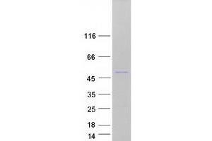 Validation with Western Blot (ORC4 Protein (Transcript Variant 1) (Myc-DYKDDDDK Tag))