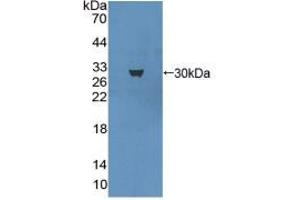 Western blot analysis of recombinant Mouse MAP1A. (MAP1A antibody  (AA 2552-2759))