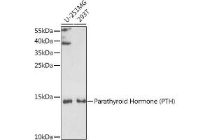 Western blot analysis of extracts of various cell lines, using Parathyroid Hormone (Parathyroid Hormone (PTH)) antibody (ABIN6128520, ABIN6146418, ABIN6146419 and ABIN6221546) at 1:1000 dilution. (PTH antibody  (AA 20-115))