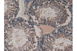 Detection of VEGFC in Mouse Testis Tissue using Polyclonal Antibody to Vascular Endothelial Growth Factor C (VEGFC) (VEGFC antibody  (AA 108-223))