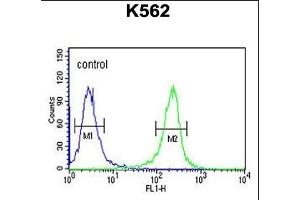 MTMRF Antibody (N-term) (ABIN651440 and ABIN2840242) flow cytometric analysis of K562 cells (right histogram) compared to a negative control cell (left histogram). (FAN1 antibody  (N-Term))