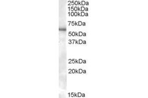 ABIN334455 (0. (P2RX4 antibody  (C-Term))