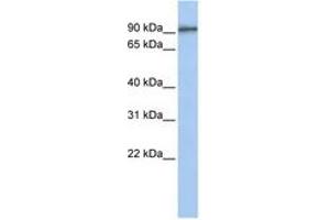 Image no. 1 for anti-G-2 and S-Phase Expressed 1 (GTSE1) (C-Term) antibody (ABIN6740768) (GTSE1 antibody  (C-Term))