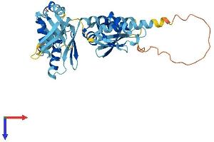 RNA Binding Motif Protein 43 (RBM43) (AA 1-357) protein (His tag)