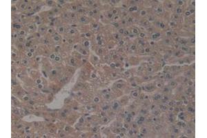 IHC-P analysis of Mouse Liver Tissue, with DAB staining. (NCF4 antibody  (AA 111-339))