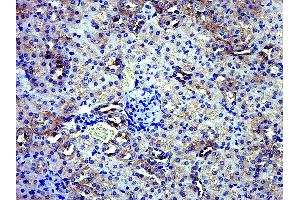 Paraformaldehyde-fixed, paraffin embedded Mouse kidney; Antigen retrieval by boiling in sodium citrate buffer (pH6. (GPD2 antibody  (AA 165-270))