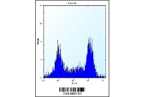 Flow cytometric analysis of Neuro-2a cells (right histogram) compared to a negative control cell (left histogram). (TGIF2 antibody  (C-Term))