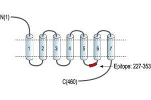 Muscarinic Acetylcholine Receptor M1 (CHRM1) peptide