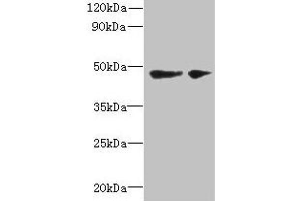 SLC25A46 antibody  (AA 1-102)