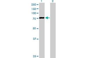 Western Blot analysis of PCCA expression in transfected 293T cell line by PCCA MaxPab polyclonal antibody. (PCCA antibody  (AA 1-703))