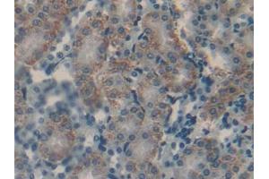 Detection of CGa in Mouse Kidney Tissue using Polyclonal Antibody to Chorionic Gonadotropin Alpha Polypeptide (CGa) (CGA antibody  (AA 25-120))