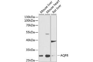 Western blot analysis of extracts of various cell lines, using  antibody (ABIN6133587, ABIN6137053, ABIN6137054 and ABIN6224632) at 1:1000 dilution. (Aquaporin 8 antibody  (AA 50-150))