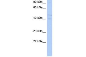 SGK3 antibody used at 1 ug/ml to detect target protein. (SGK3 antibody  (N-Term))